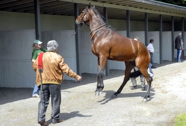 Neue Bult Mai09   023.jpg